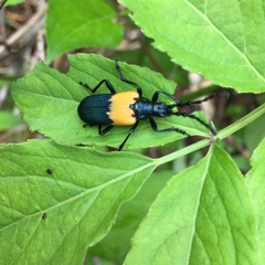 Desmocerus palliatus