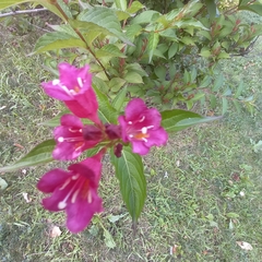 Weigela