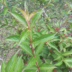 Weigela