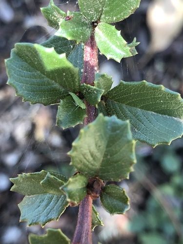 Point Reyes Ceanothus foliage
