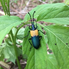 Desmocerus palliatus