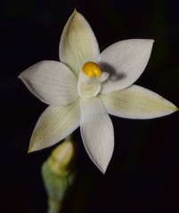 Thelymitra brevifolia