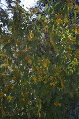 Verbesina oncophora