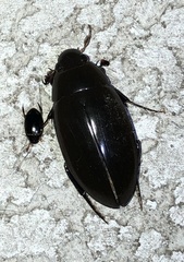 Hydrophilus insularis