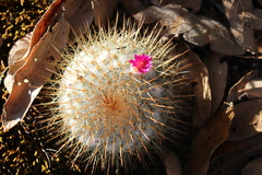 Mammillaria flavicentra