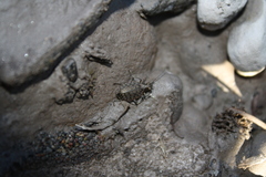 Opisthius richardsoni