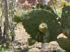 Opuntia caboensis
