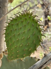Opuntia caboensis