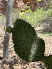 Opuntia caboensis