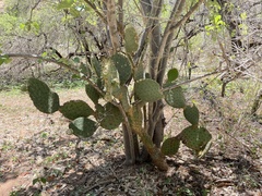 Opuntia caboensis