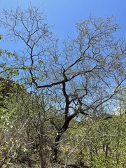 Havardia mexicana