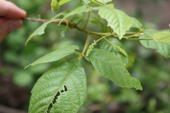 Allophylus decipiens