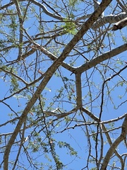 Havardia mexicana
