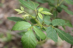 Allophylus decipiens