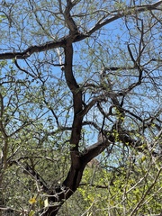 Havardia mexicana