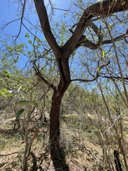 Havardia mexicana