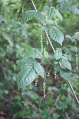 Allophylus decipiens