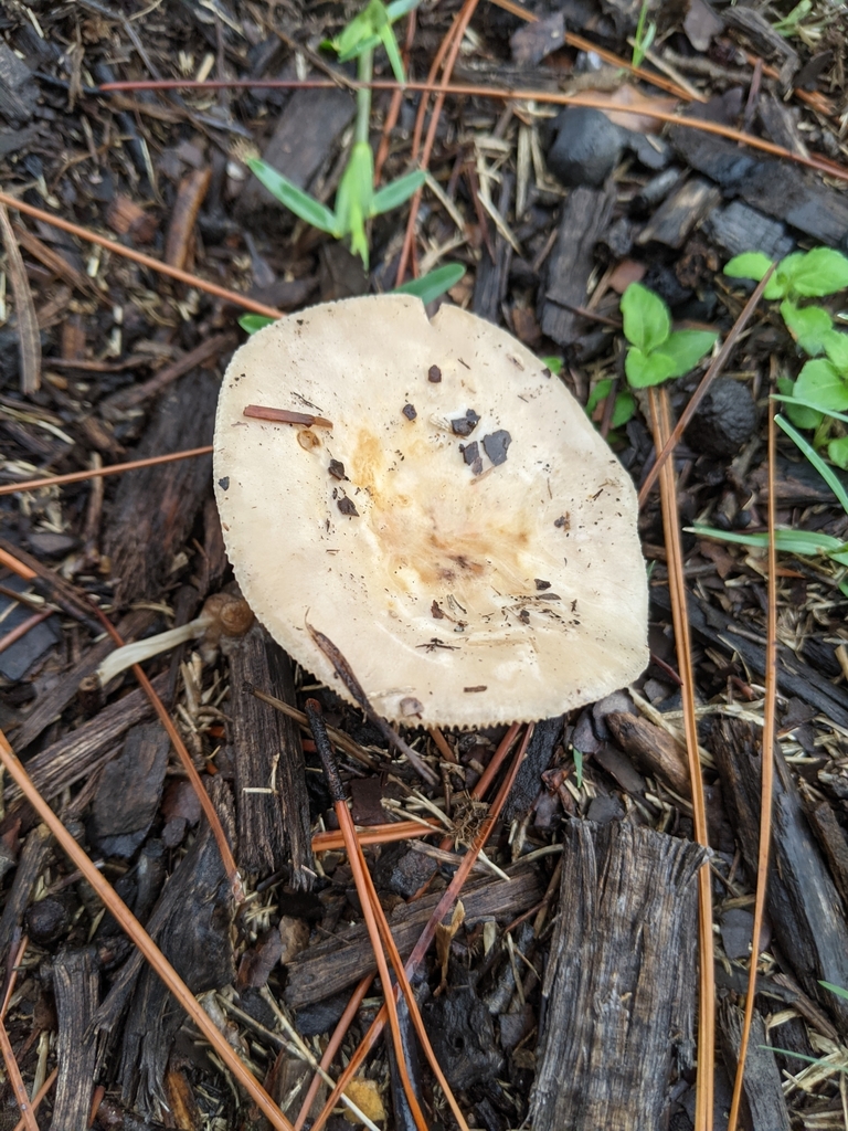 Russula sp. 'TX01'