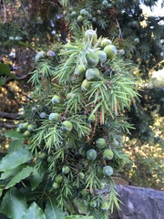 Juniperus
