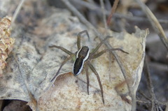 Dolomedes fimbriatus