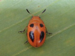 Calomela crassicornis