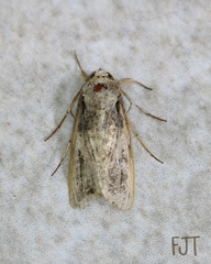 Spodoptera