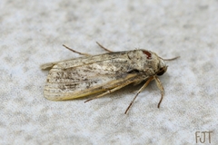 Spodoptera