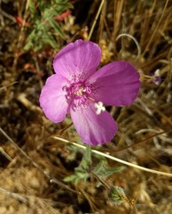 Clarkia bottae