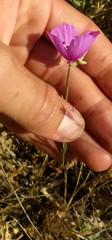 Clarkia bottae
