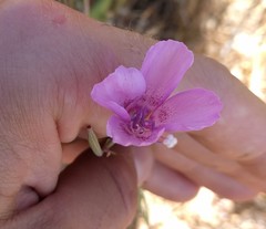 Clarkia bottae