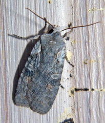 Lithophane antennata