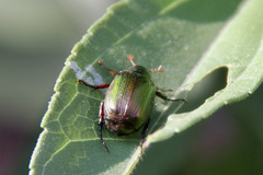 Anomala vitis
