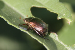 Anomala vitis