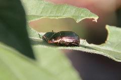 Anomala vitis