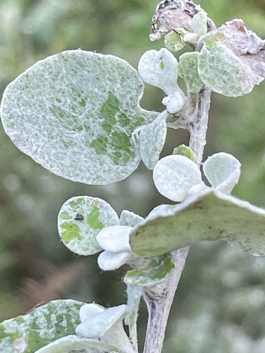 Helichrysum petiolare