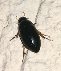 Tropisternus quadristriatus