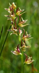 Prasophyllum appendiculatum