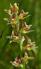 Prasophyllum appendiculatum