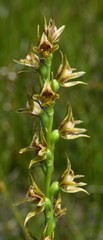 Prasophyllum appendiculatum