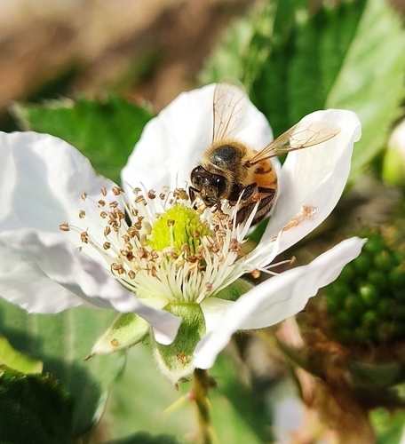 photo of Western Honey Bee (Apis mellifera)