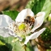 photo of Western Honey Bee (Apis mellifera)