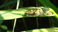 Sparganium erectum
