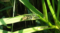 Sparganium erectum