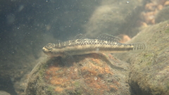 Stiphodon multisquamus