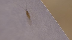 Takecallis arundinariae