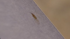 Takecallis arundinariae