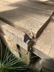 Ctenucha rubroscapus