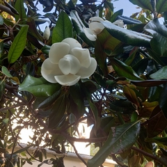 Magnolia grandiflora