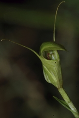 Pterostylis trullifolia