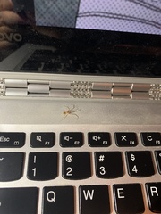 Cithaeron praedonius